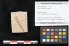 Foto (Objekt + Etikett) von Pinus holothana Unger (NHMW-GEO-2024-0188-8087)